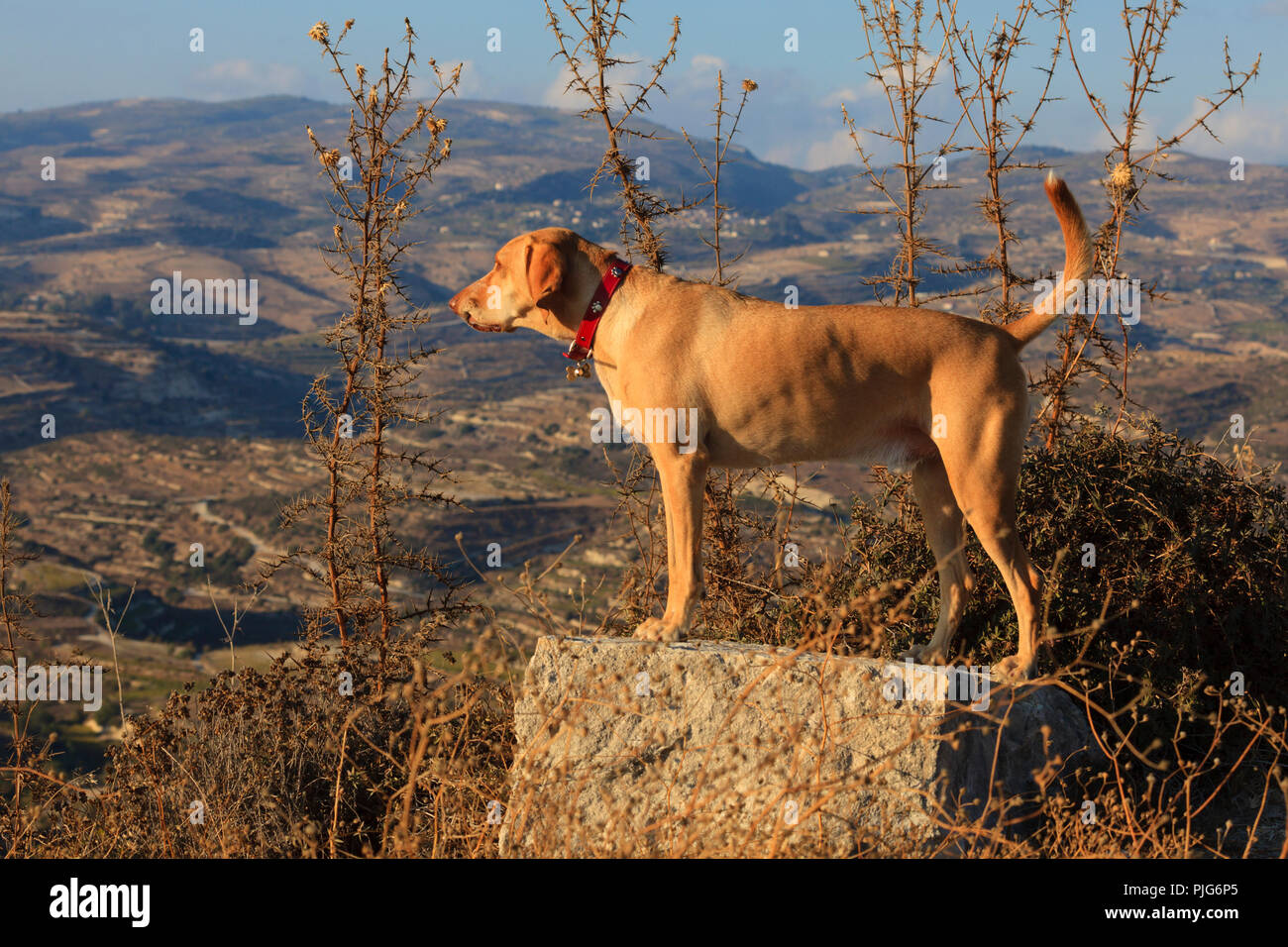 Salvato mongrel bondu cane guardando oltre il Troodos pedemontana, Cipro Foto Stock