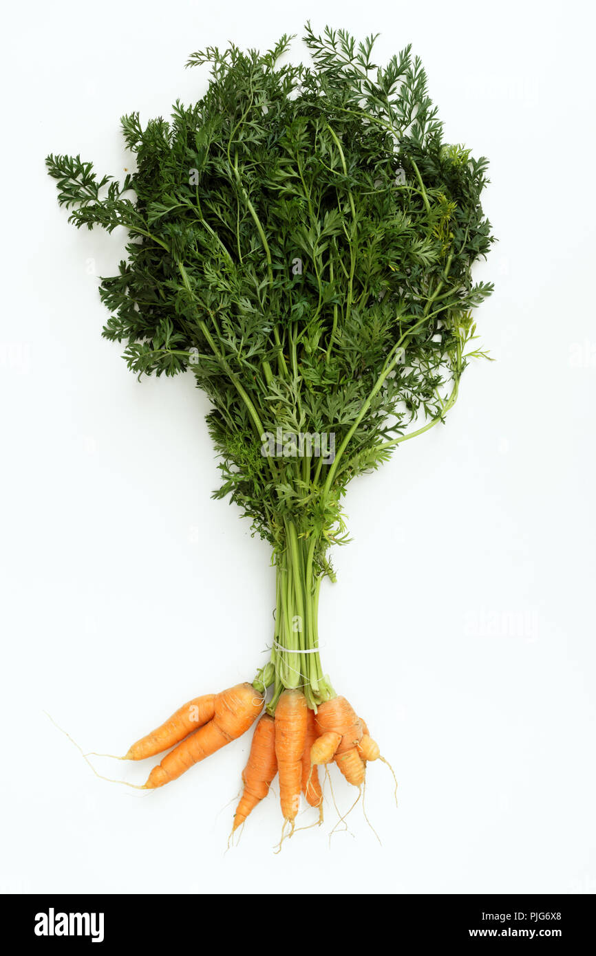 Mazzetto di carote isolato su bianco Foto Stock