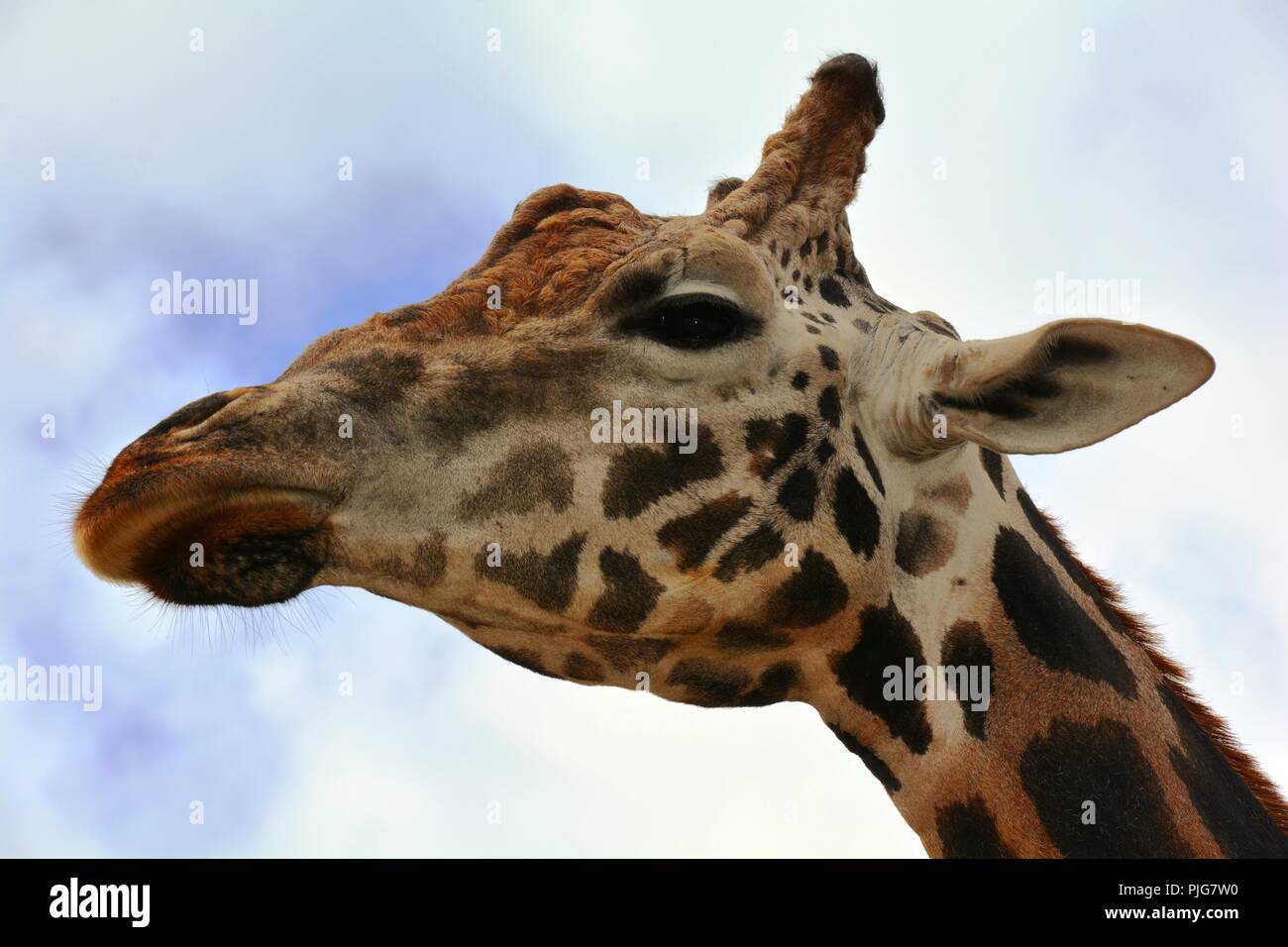 Testa di una giraffa Foto Stock