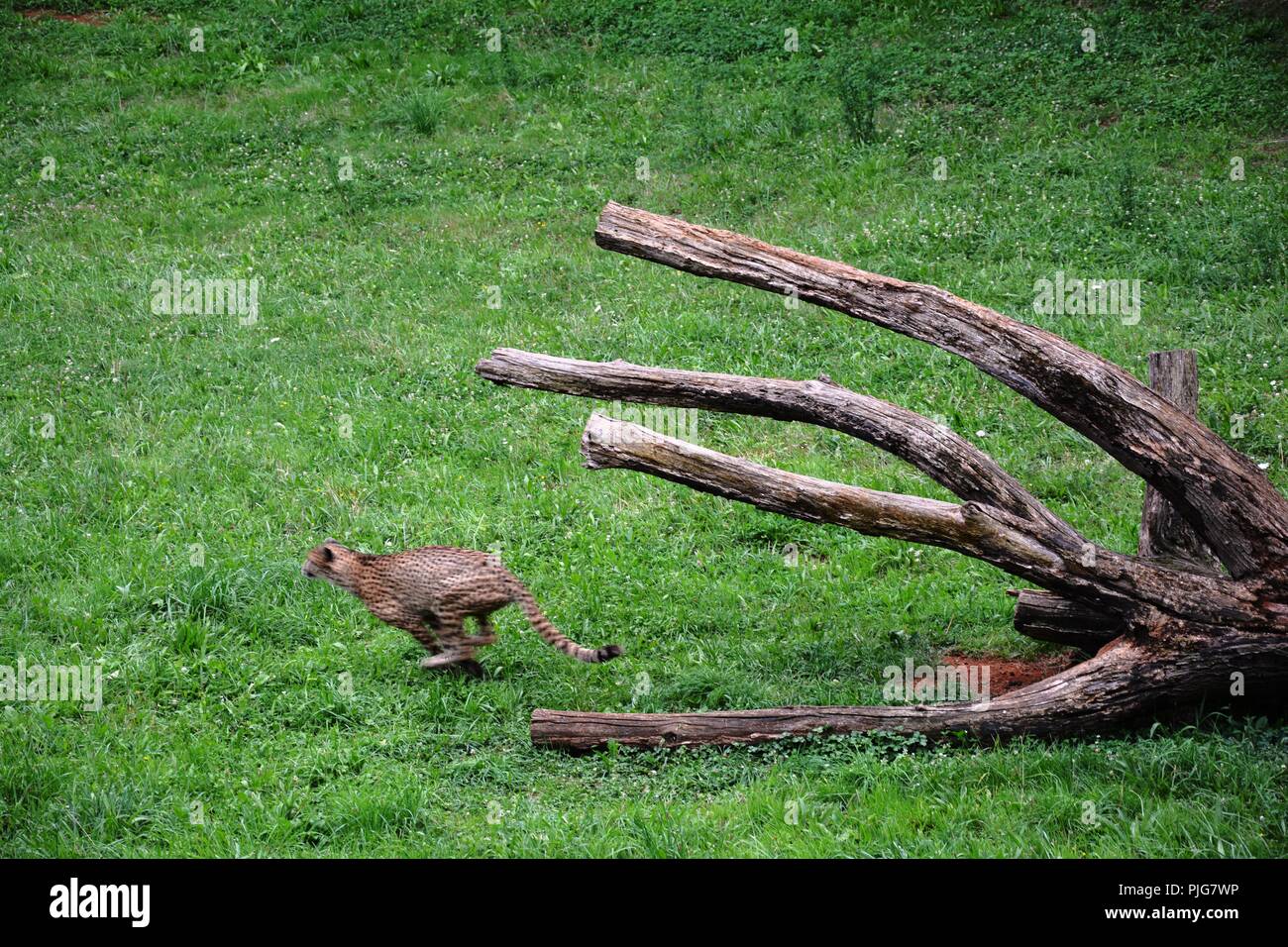 Leopard in esecuzione, cheetah in esecuzione Foto Stock