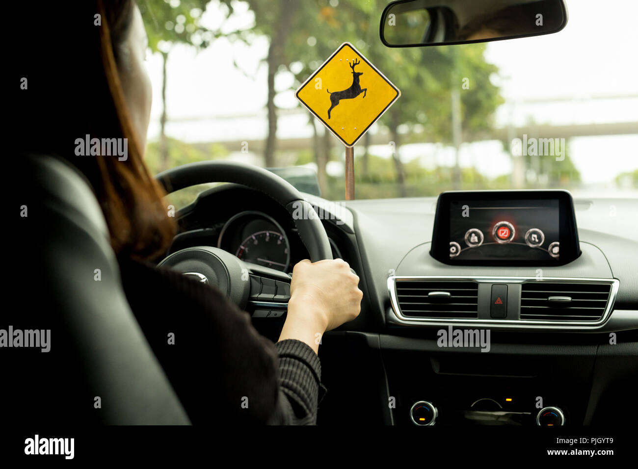 Donna alla guida di una vettura sulla strada di campagna con i cervi attraversando wraning segno sulla strada Foto Stock