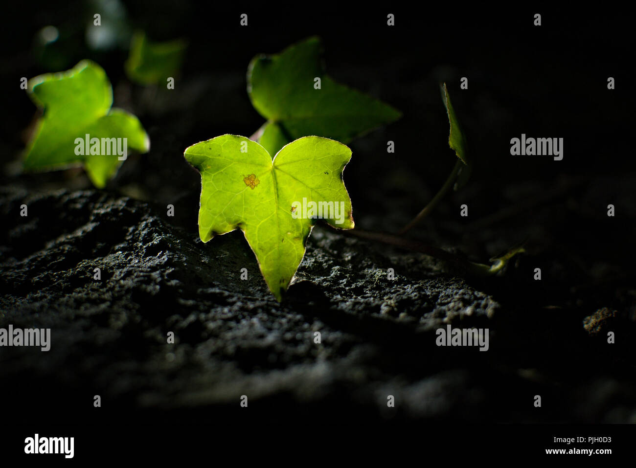 Close-up di colore verde brillante foglie su un buio, superficie rocciosa. Foto Stock