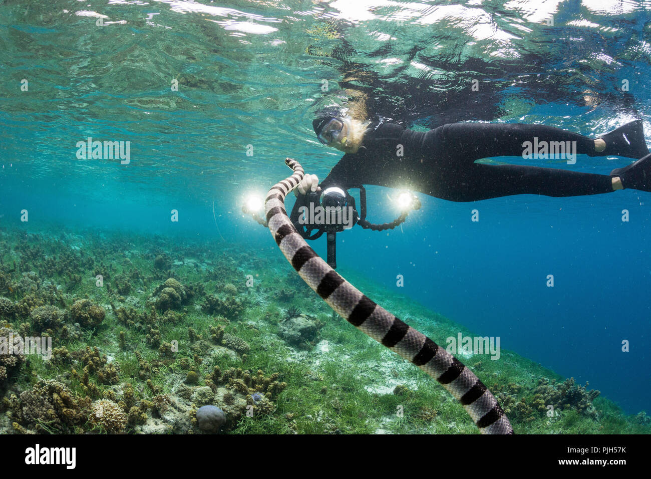 Nastrare sea krait, Laticauda colubrina, con il fotografo Sebayur sull isola di Flores, Mare, Indonesia Foto Stock