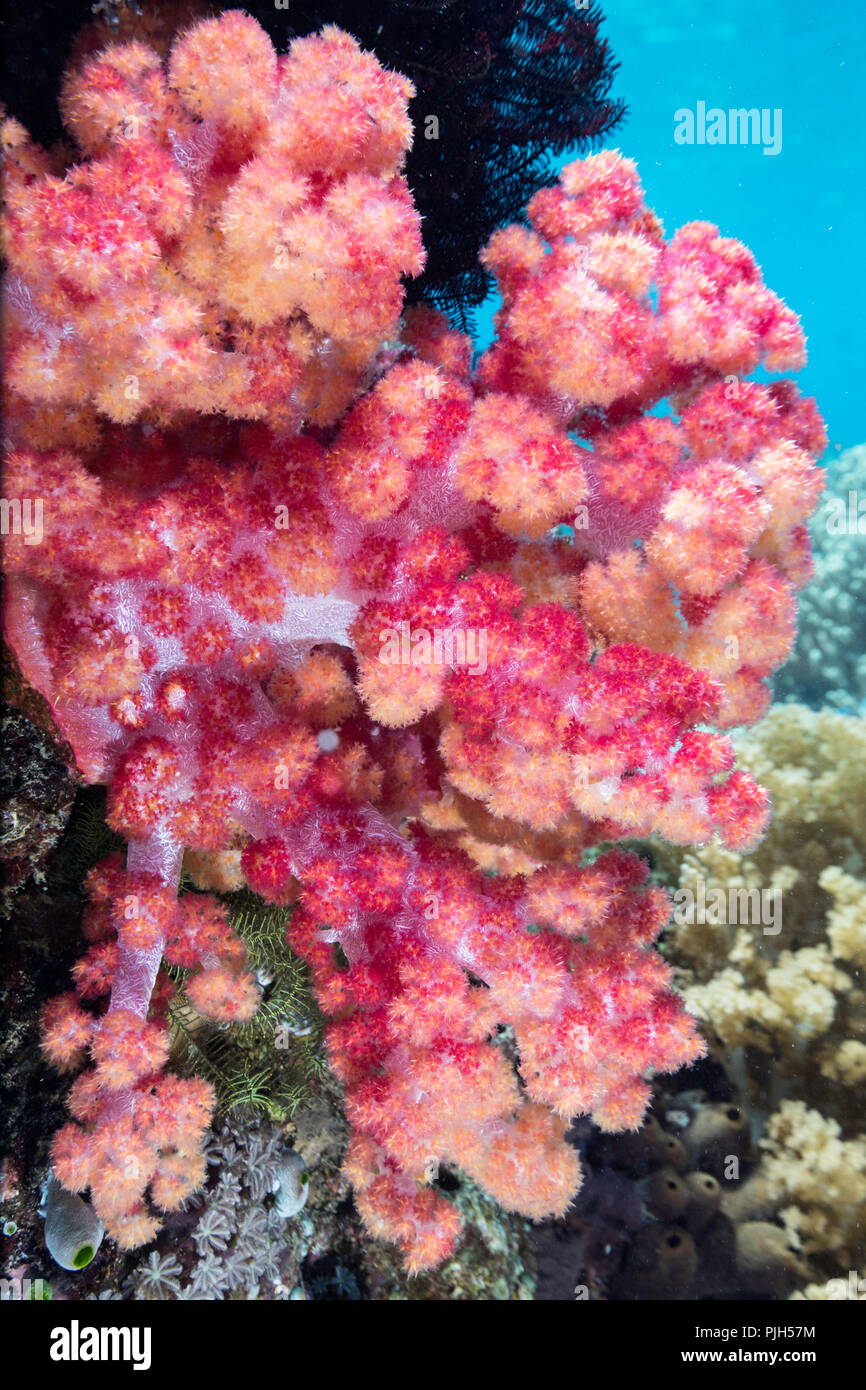 Close up di rosso dei coralli molli sul sottomarino Mengiatan Isola, Parco Nazionale di Komodo, Mare Flores, Indonesia Foto Stock