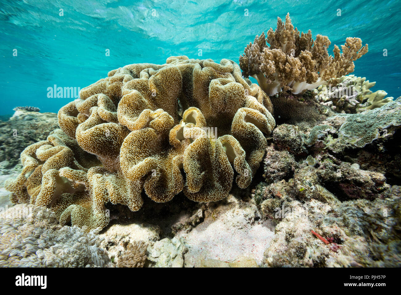 La profusione di coralli duri e molli subacquea Mengiatan sull isola, Parco Nazionale di Komodo, Mare Flores, Indonesia Foto Stock