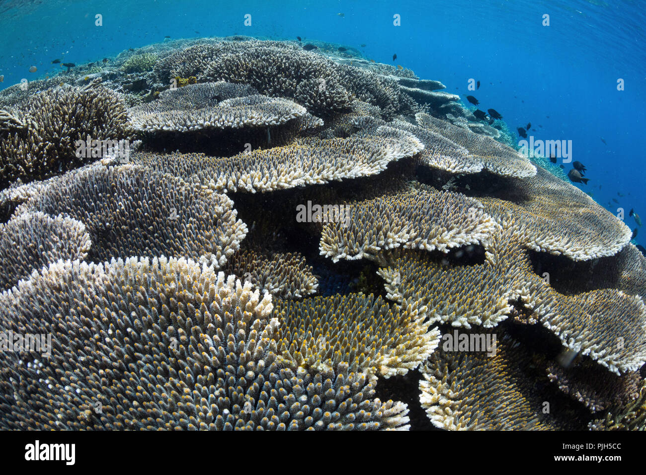 Una profusione di coralli duri e molli sull isola di Sebayur, Parco Nazionale di Komodo, Mare Flores, Indonesia Foto Stock