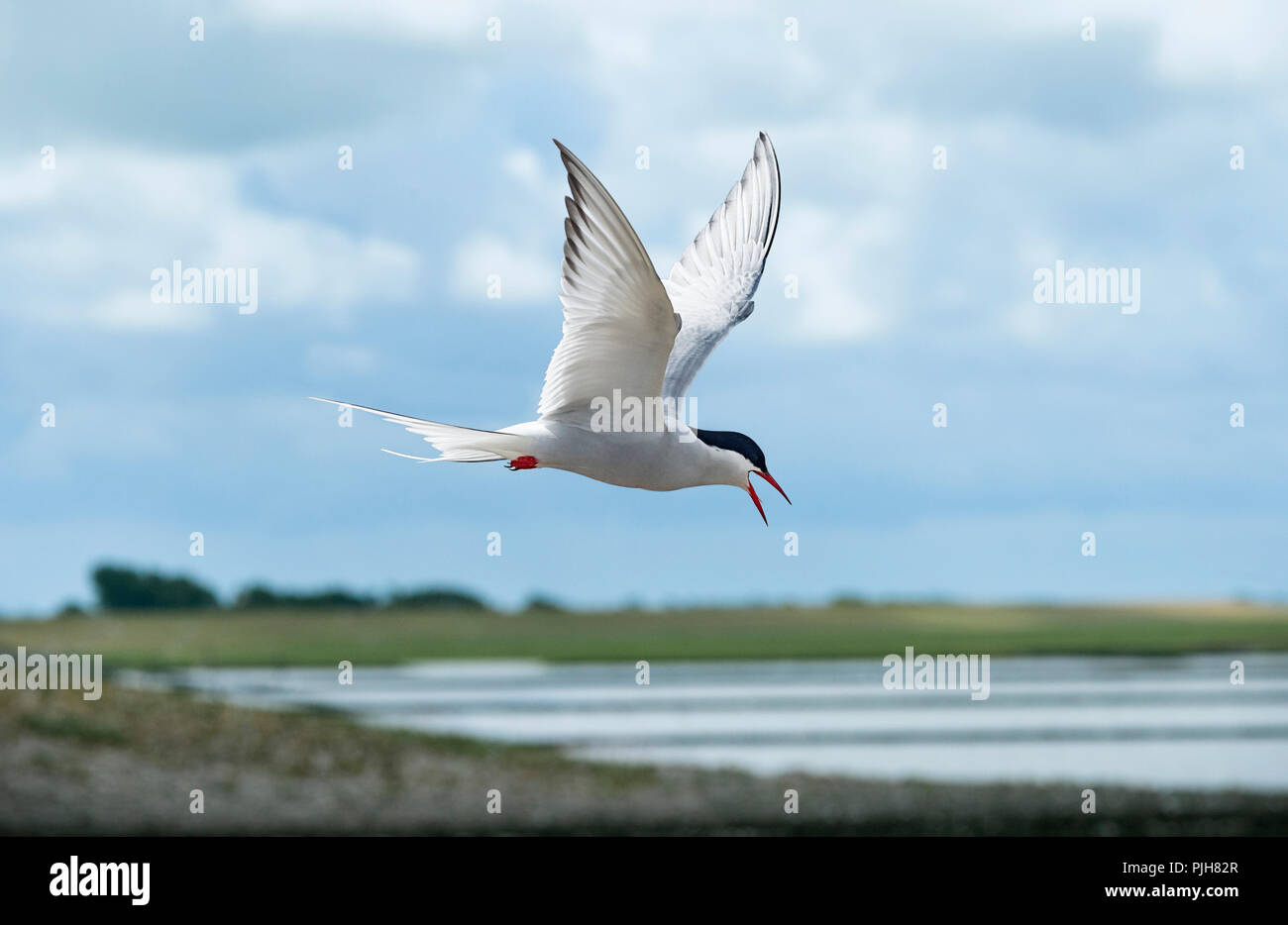 Arctic Tern (sterna paradisaea), in volo, costa del Mare del Nord, Schleswig-Holstein, Germania Foto Stock