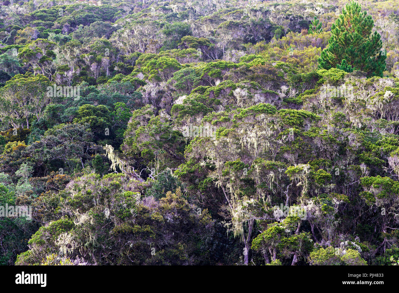Evergreen la foresta pluviale di montagna, Anjozorobe Parco nazionale del Madagascar Foto Stock