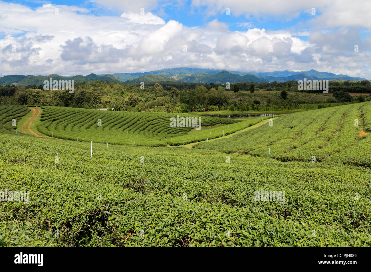 Choui Fong la piantagione di tè, Chiang Rai, Thailandia Foto Stock