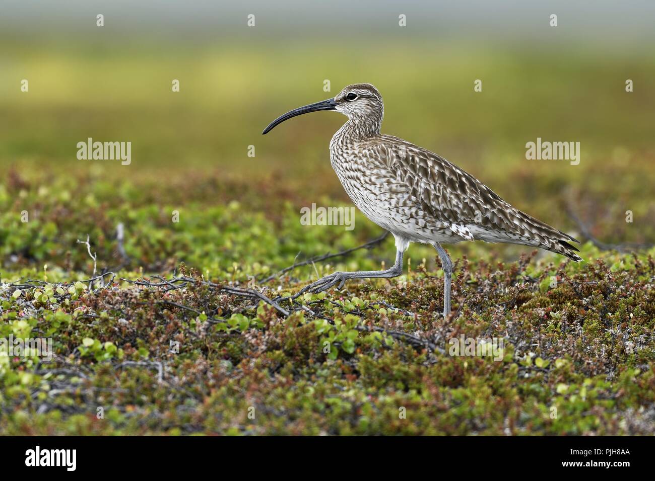 Whimbrel (Numenius phaeopus), uccello adulto, Tundra, Varanger, Norvegia Foto Stock