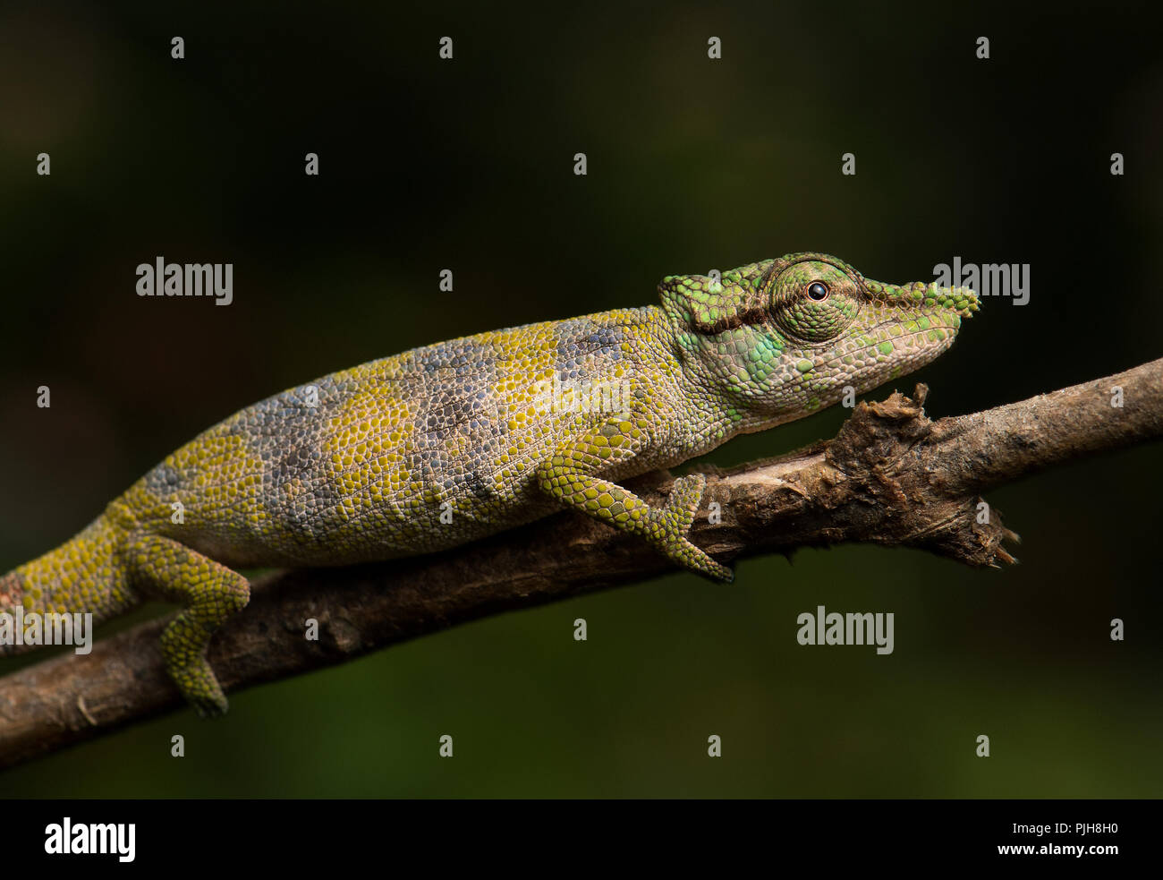 Chameleon (Calumma falax), sul ramo, la foresta pluviale di Ranomafana, a sud-est del Madagascar, Madagascar Foto Stock