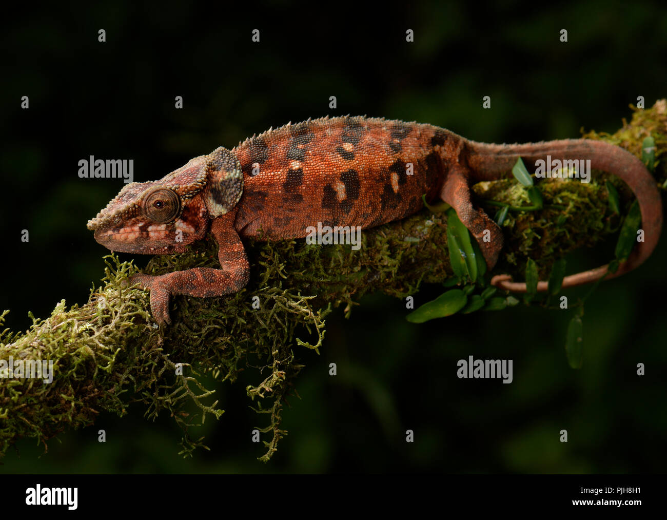 Malthe's chameleon (Calumma malthe), femmina sul ramo, foresta pluviale, Maromizaha, orientale, Madagascar Madagascar Foto Stock