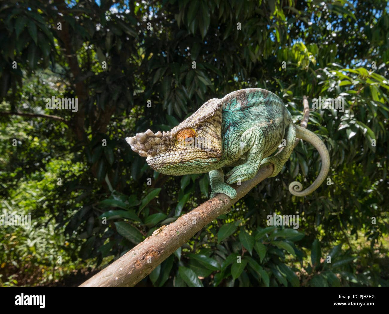 Parson's chameleon (Calumma parsonii), sul ramo, foresta pluviale, orientale, Madagascar Madagascar Foto Stock