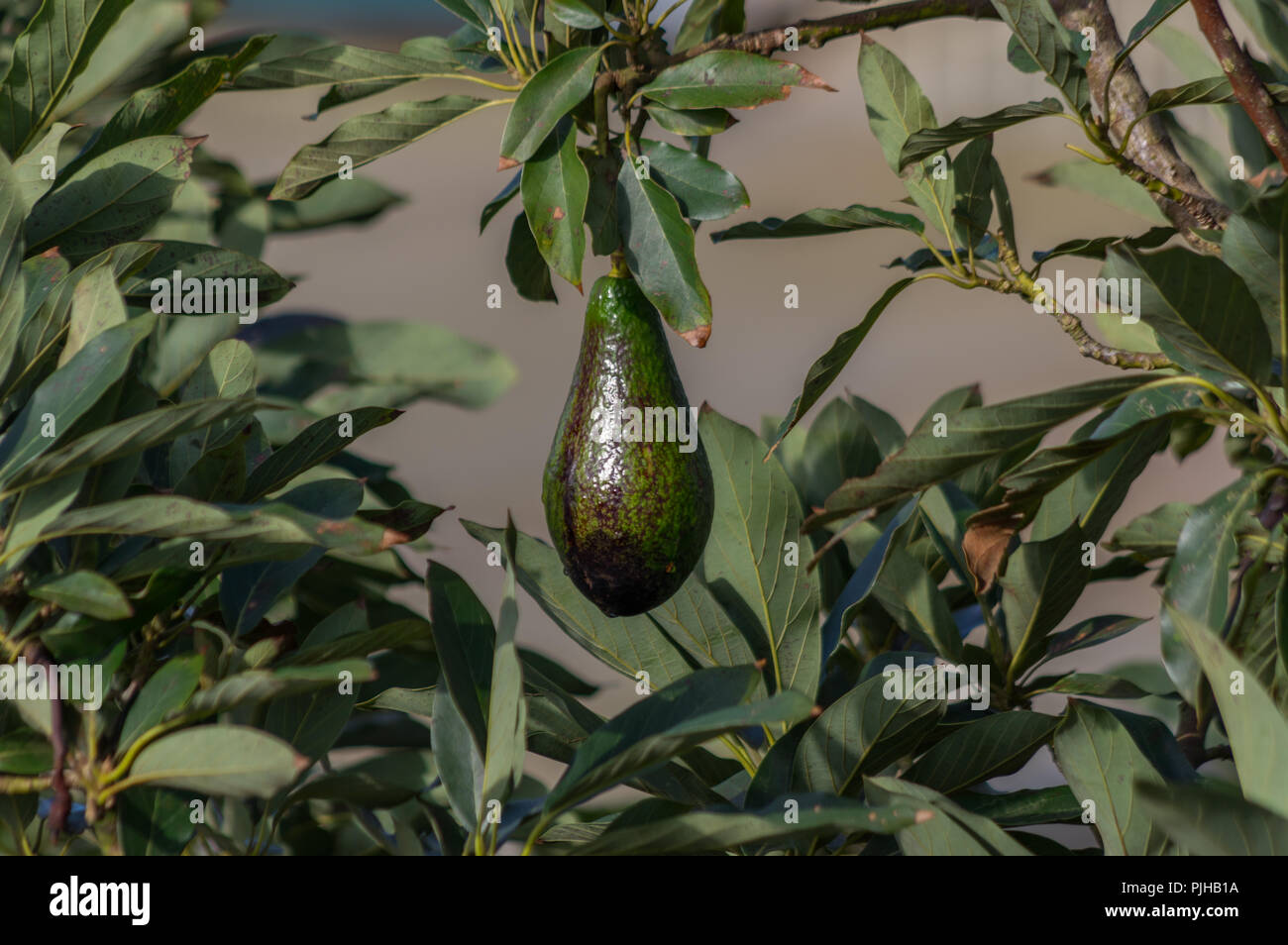 Albero di avocado, avocado maturo sulla struttura, questa pianta cresciuta in tropicale Foto Stock