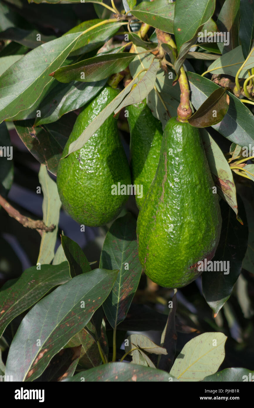 Albero di avocado, avocado maturo sulla struttura, questa pianta cresciuta in tropicale Foto Stock