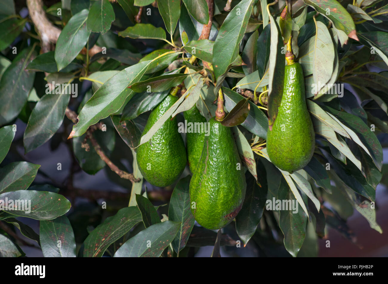 Albero di avocado, avocado maturo sulla struttura, questa pianta cresciuta in tropicale Foto Stock