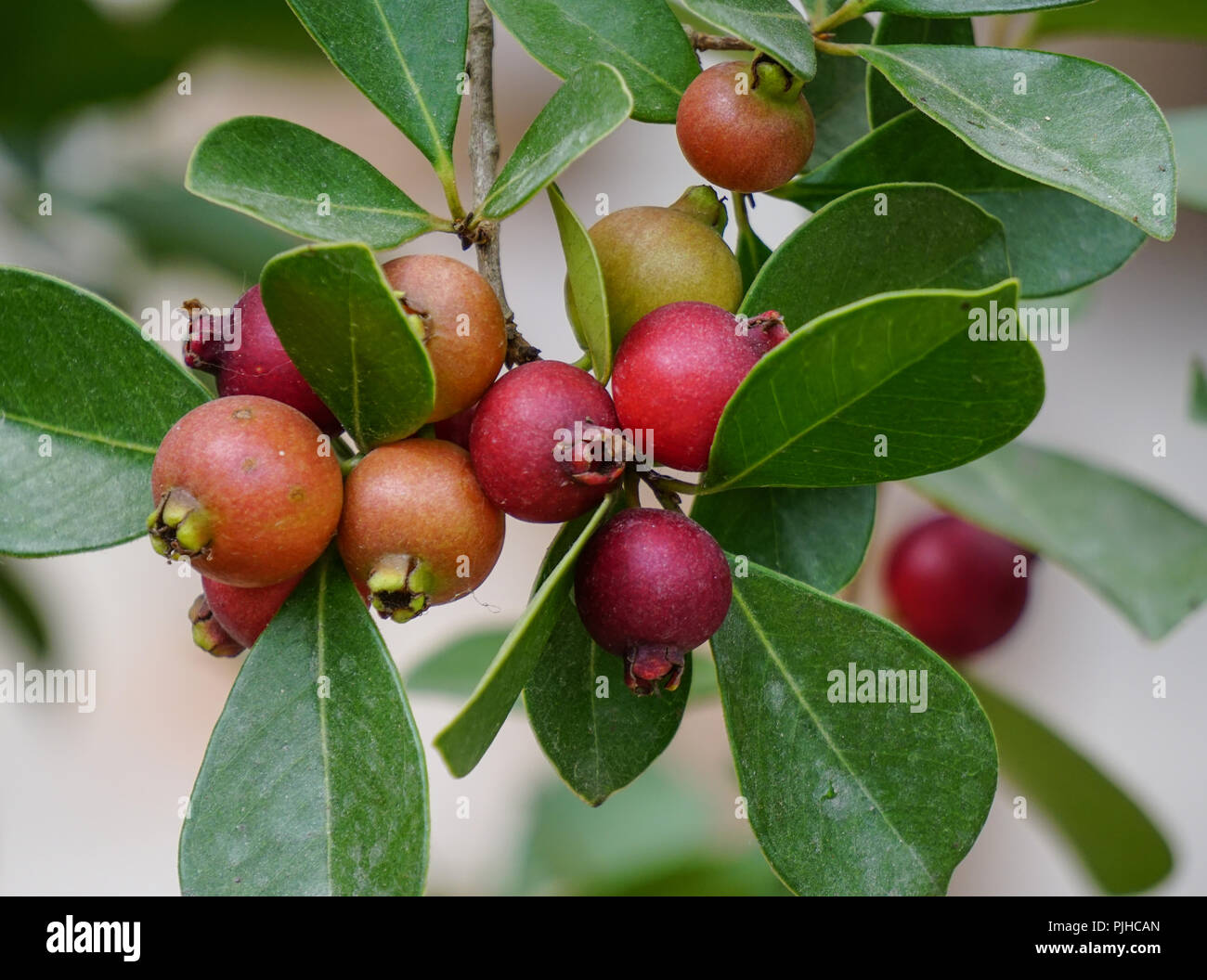Piccoli frutti guava sulla struttura ad albero al giardino botanico. Foto Stock
