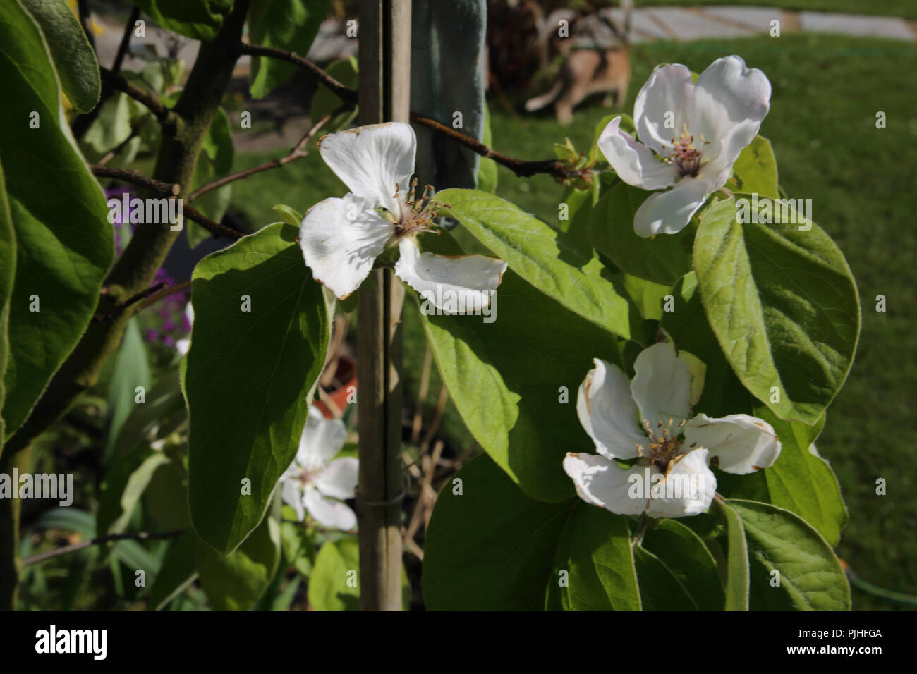Mela cotogna fiori sul piccolo albero di Mela Cotogna Surrey in Inghilterra Foto Stock