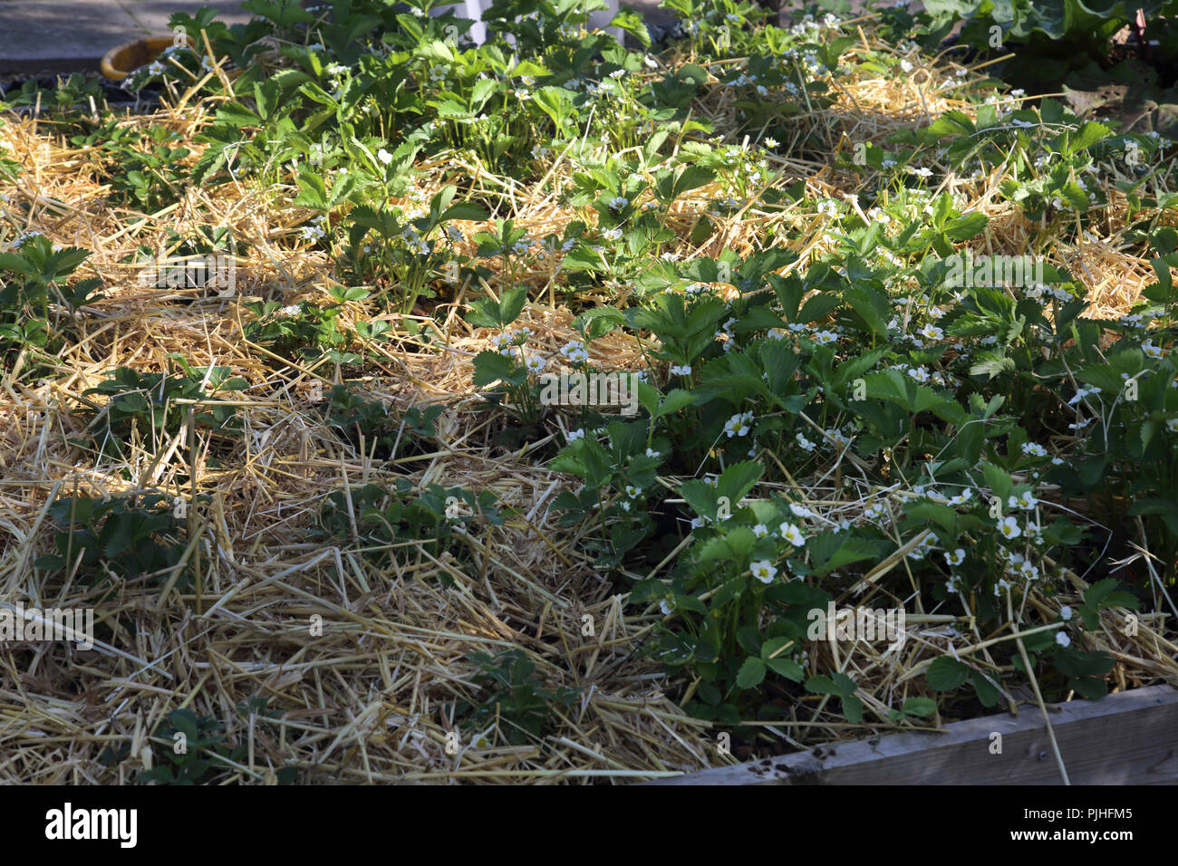 Paglia e piante di fragola Marie Des Bois in giardino Surrey in Inghilterra Foto Stock