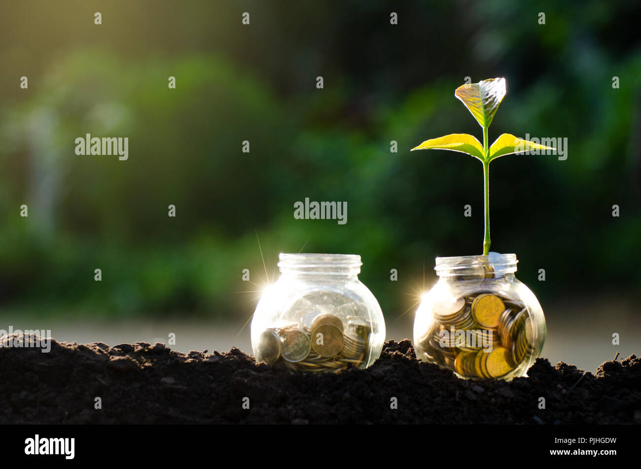 Medaglia d oro moneta tree vasetto in vetro di crescita della pianta da monete al di fuori del vaso di vetro sul verde sfocata sfondo naturale risparmiare denaro e investimenti financia Foto Stock