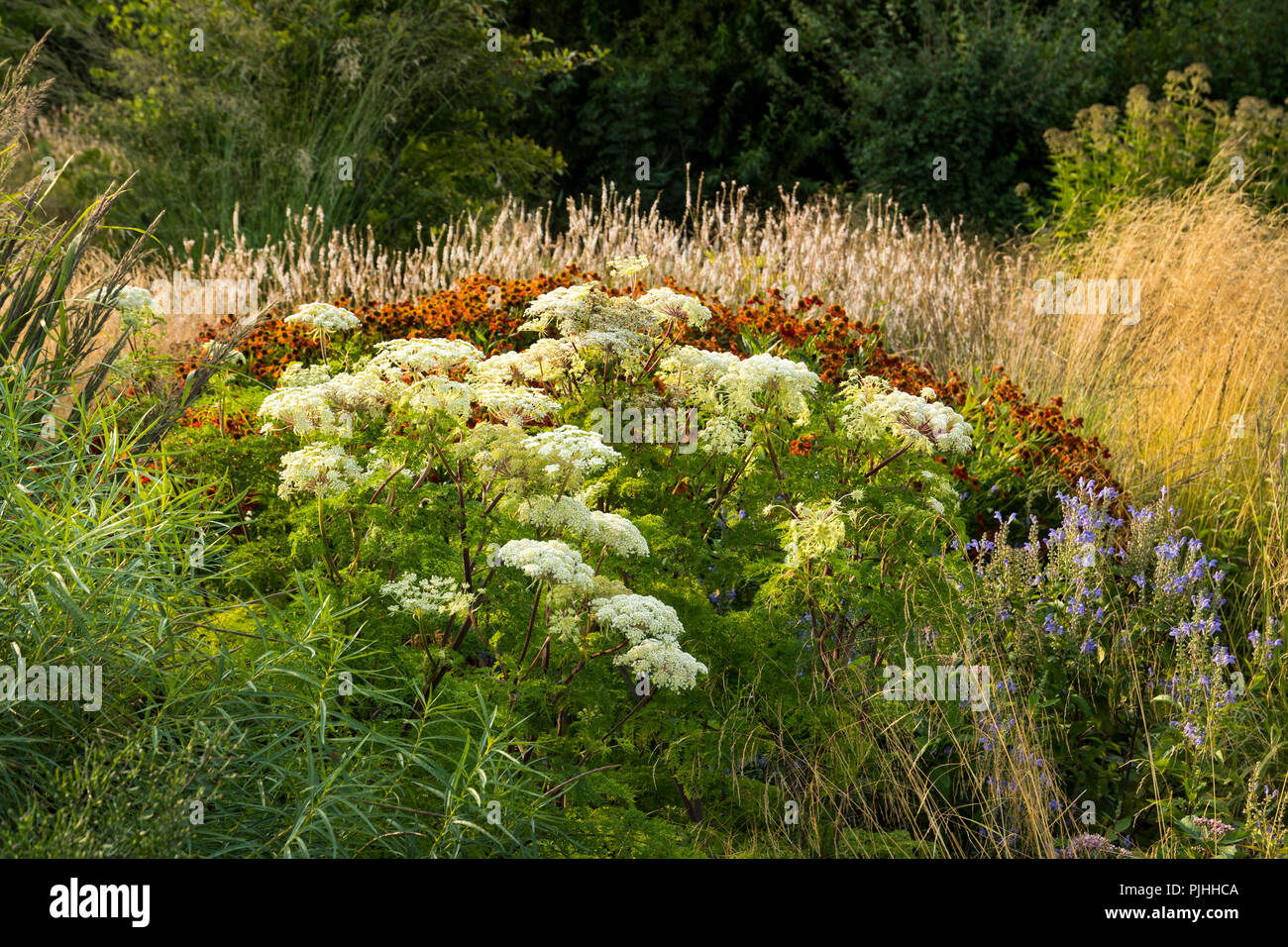 La bella perenne wallichianum Selinum Foto Stock