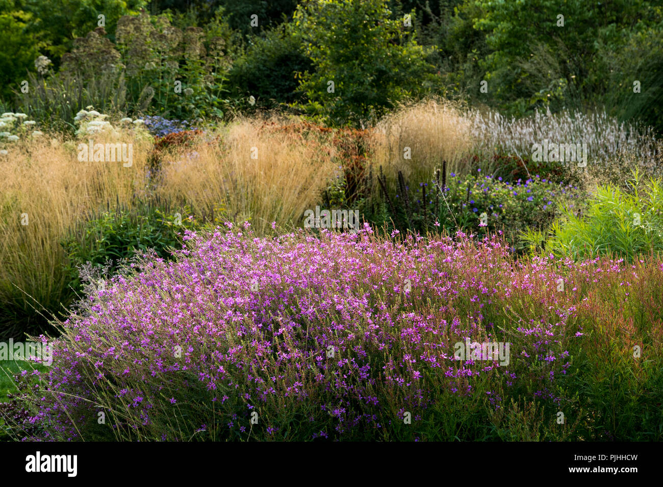 Le piante perenni e Graminacee ornamentali in un grande giardino Foto Stock