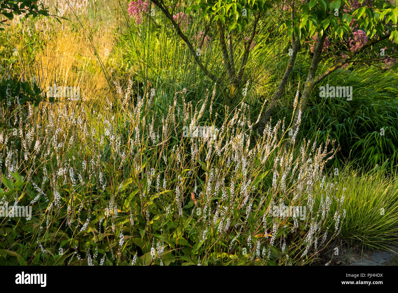 Piante erbacee da confine con Persicaria amplexicaulis "Alba" Foto Stock