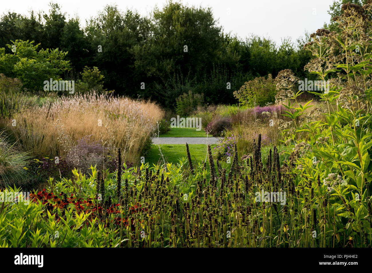 Herbaceous borders con erbe ornamentali e piante perenni Foto Stock