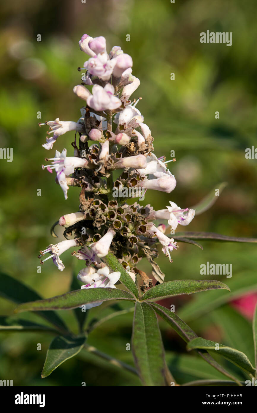 Fiori di Vitex agnus-castus "rosa pastello' Foto Stock