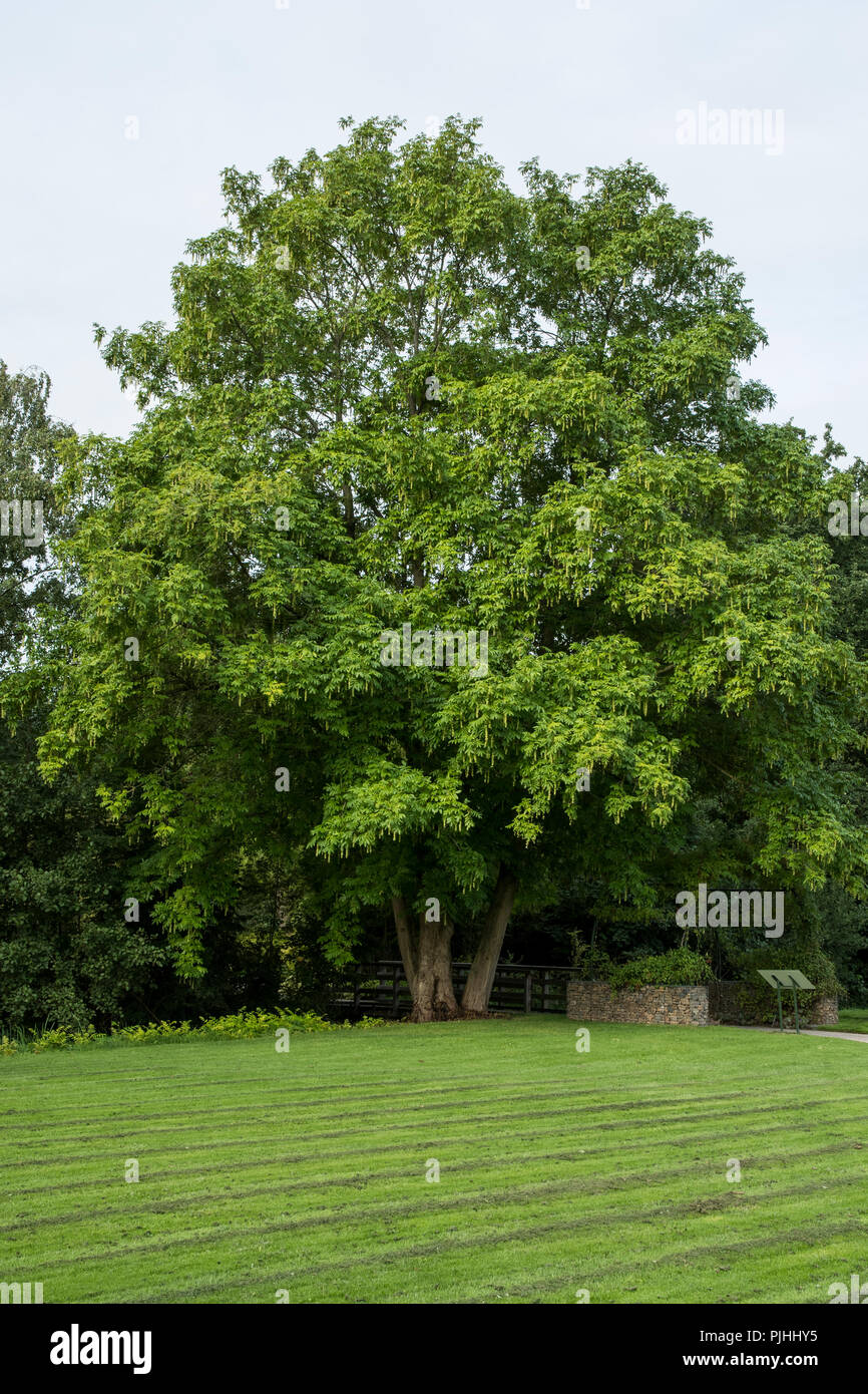 Un enorme albero di Pterocarya fraxinifolia Foto Stock