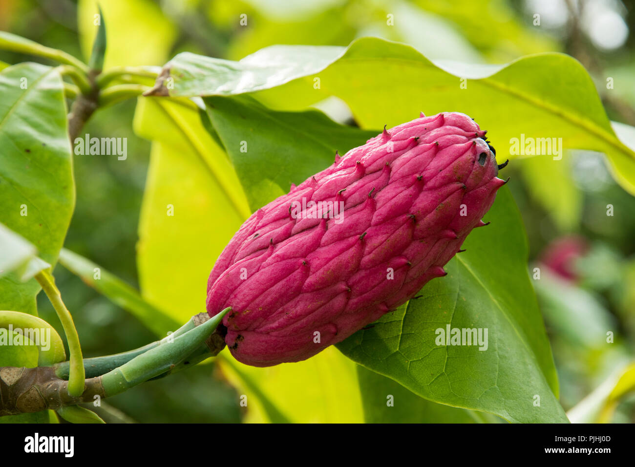 La frutta rossa di Magnolia tripetala Foto Stock
