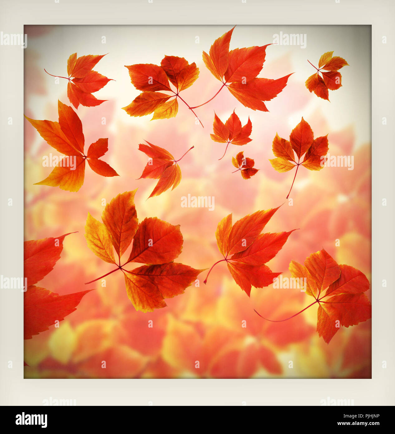 Autunno Autunno sfondo. Molte colorate in rosso e arancione Foglie di autunno con raggi solari realizzato come un istante fotografia amatoriale con cornice bianca Foto Stock