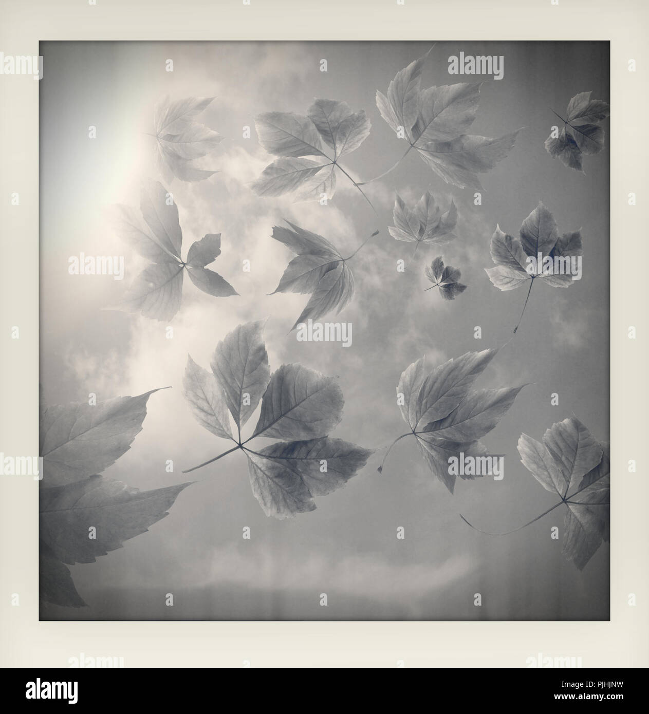 Bianco e nero impressione di autunno autunno sfondo. Molte Foglie di autunno con raggi solari realizzato come un istante amatoriale fotografia vintage con il bianco la fram Foto Stock