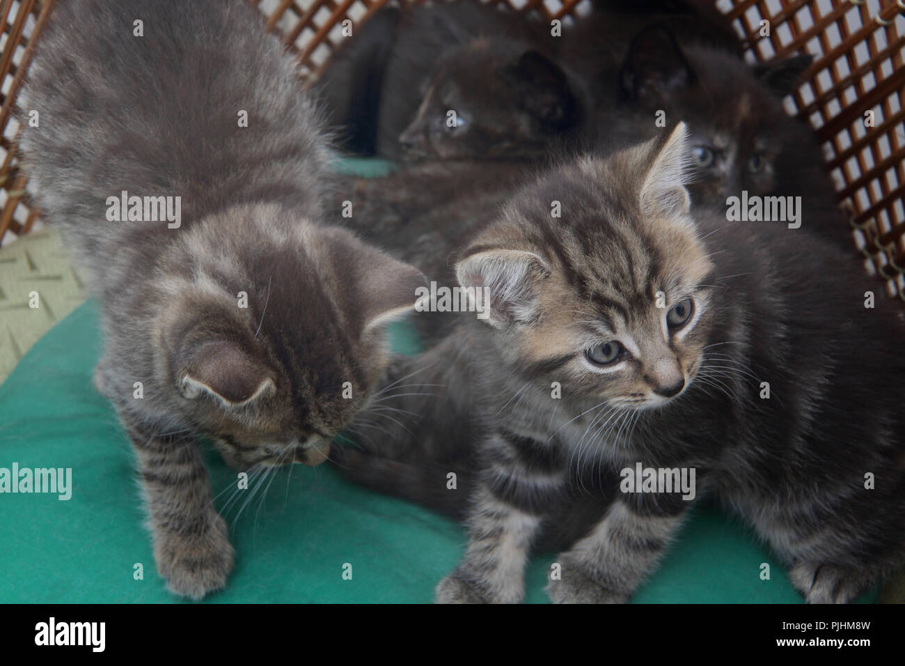 Gruppo di gattini sette settimane vecchio Foto Stock