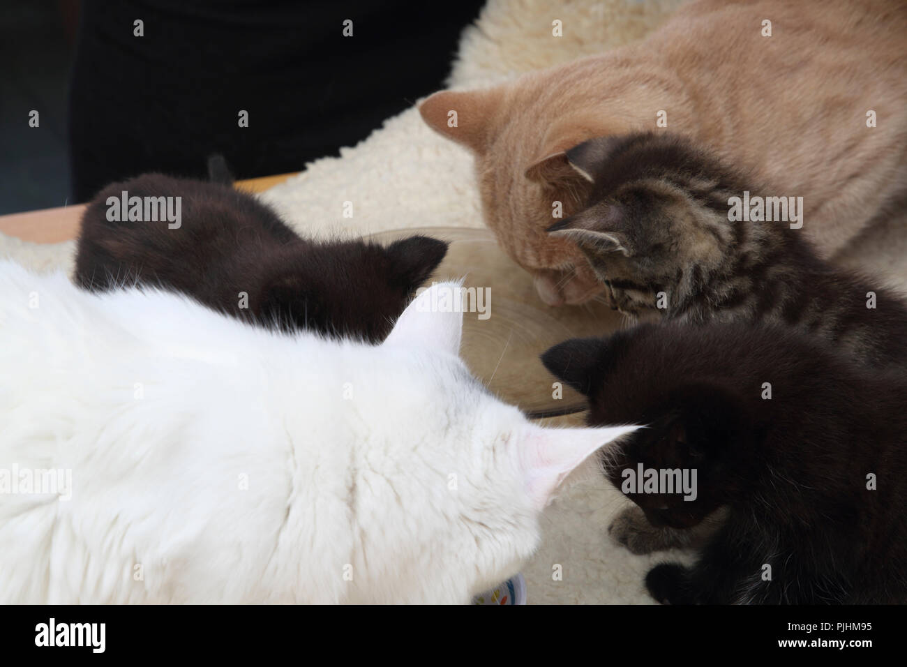 Madre (Angora Turco) e padre (zenzero Tom) gatti con sette settimane vecchio cuccioli mangiare insieme Foto Stock