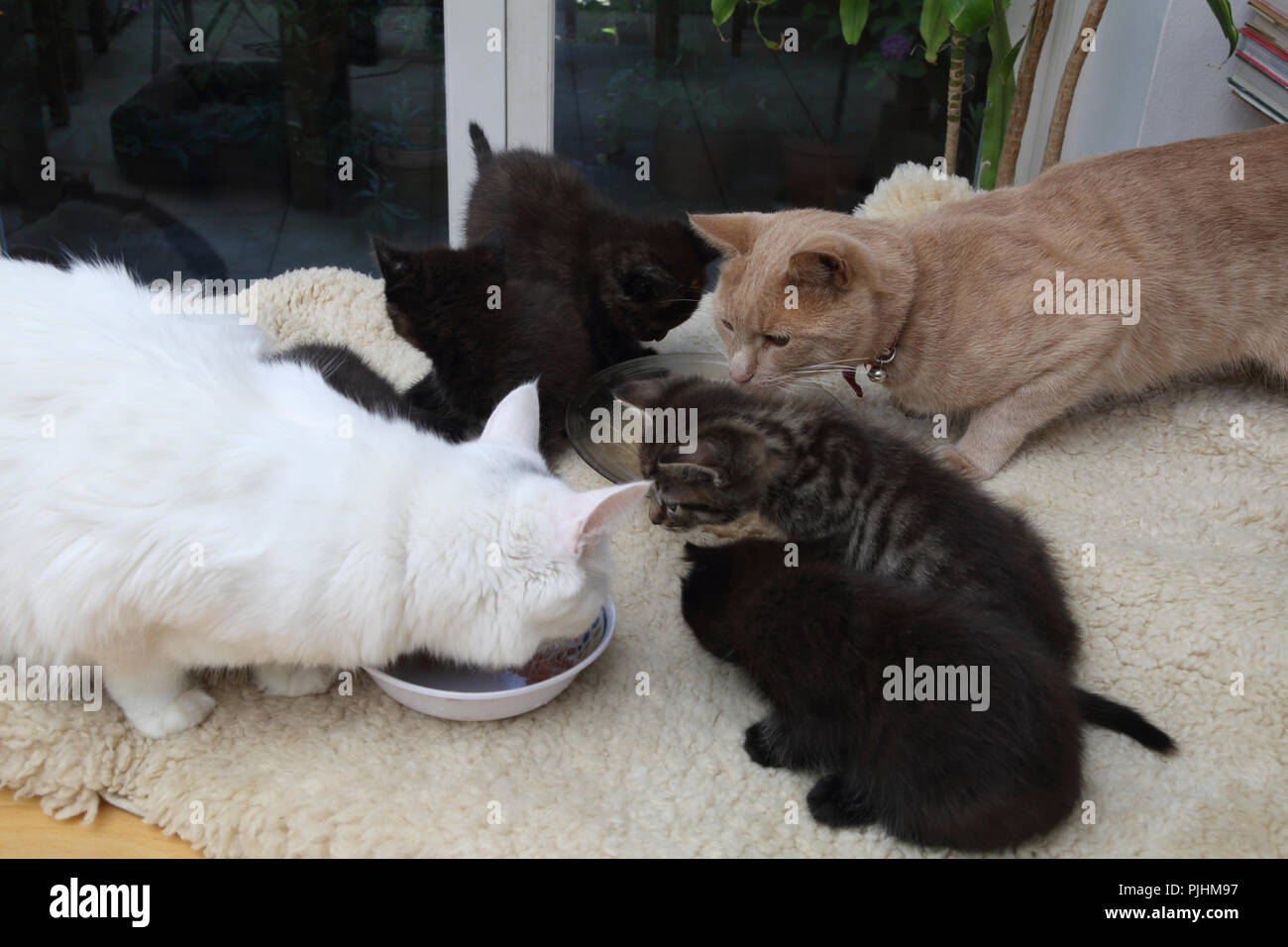 Madre (Angora Turco) e padre (zenzero Tom) gatti con sette settimane vecchio cuccioli mangiare insieme Foto Stock