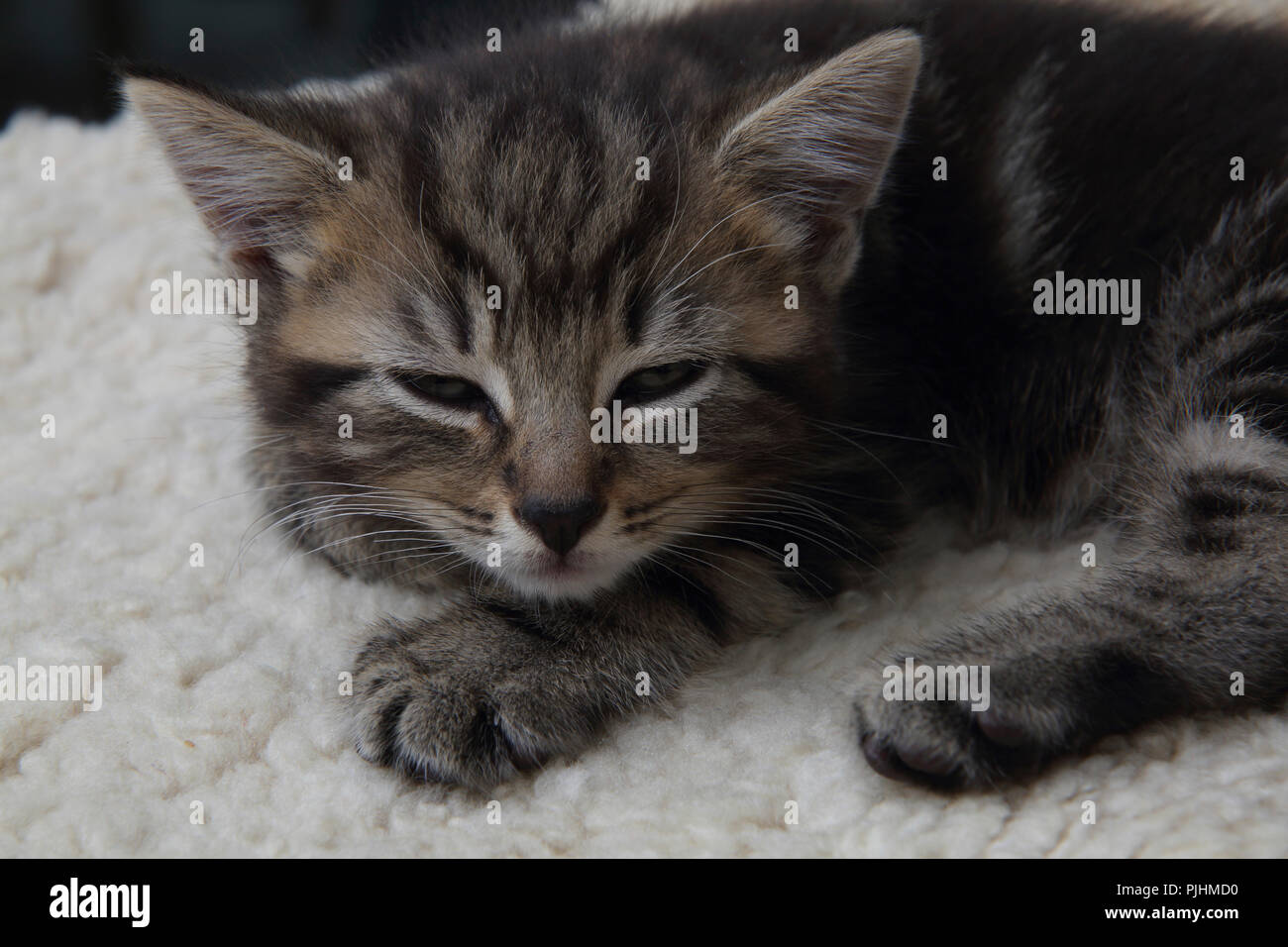 Stanco di sette settimane vecchio Tabby Kitten Foto Stock