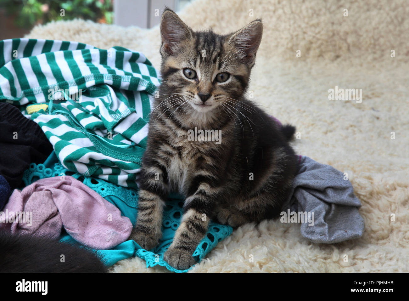 Dieci settimane vecchio Tabby gattino con Servizio Lavanderia Foto Stock