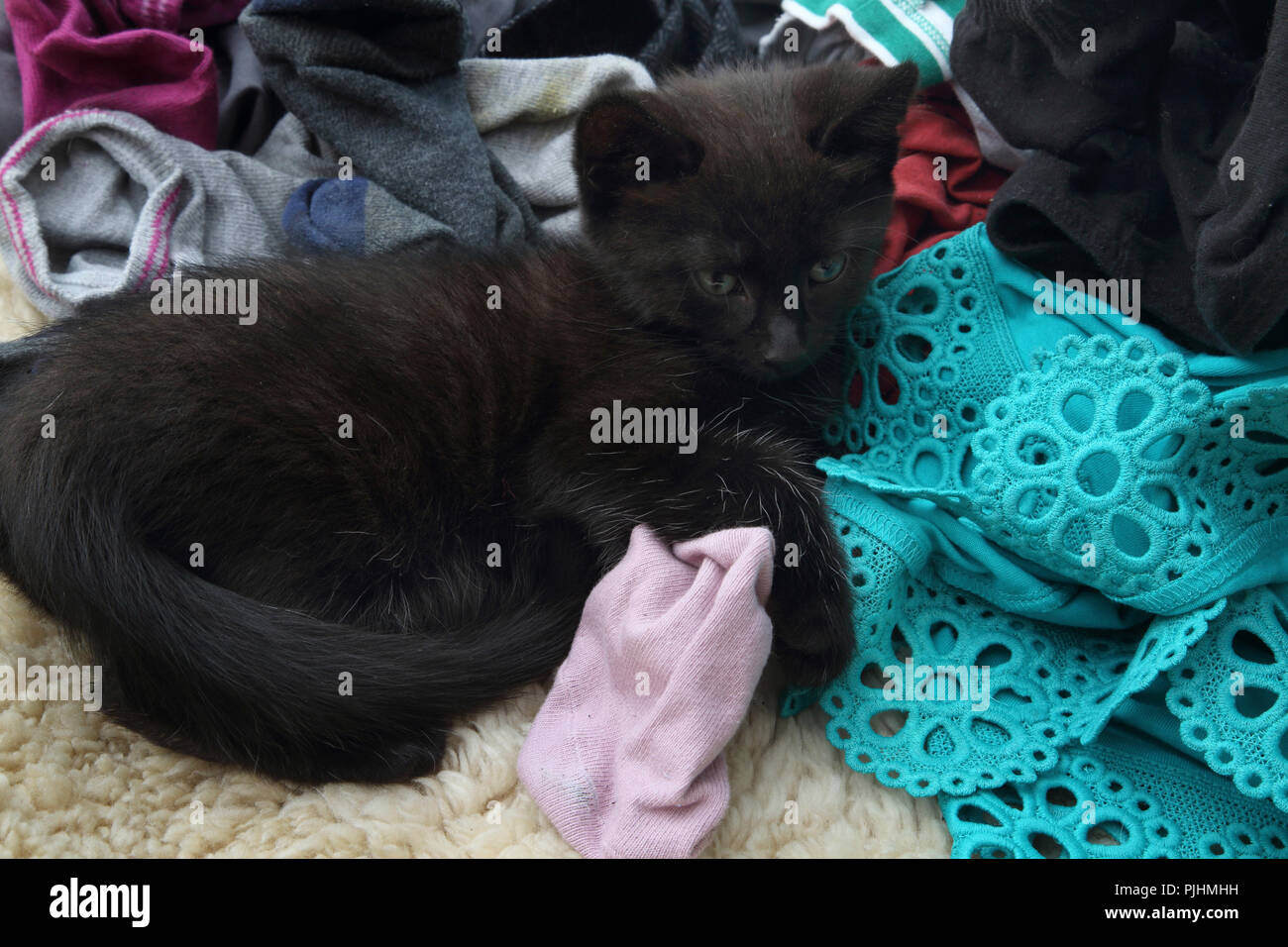 Dieci settimane vecchio cucciolo nero recante sul Servizio Lavanderia Foto Stock