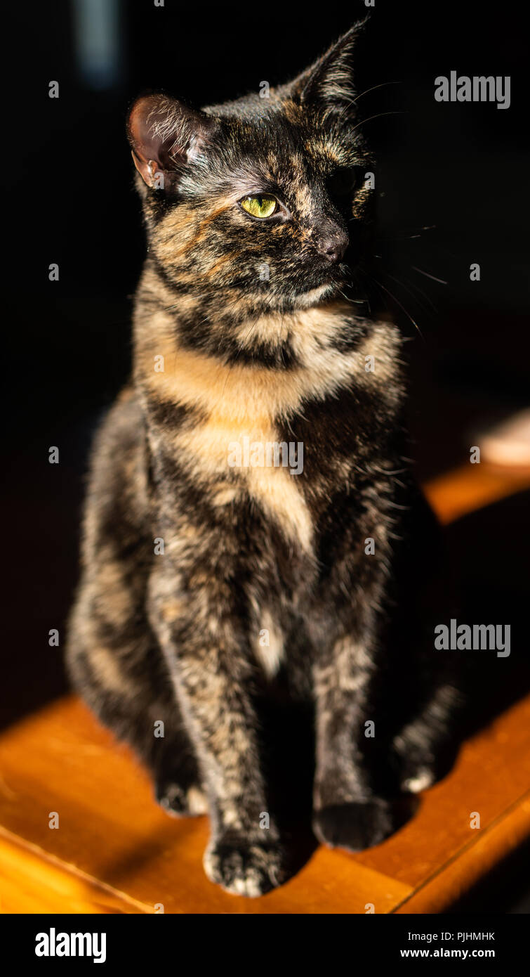 Ritratto di una tartaruga gatto seduto in un sunbeam Foto Stock
