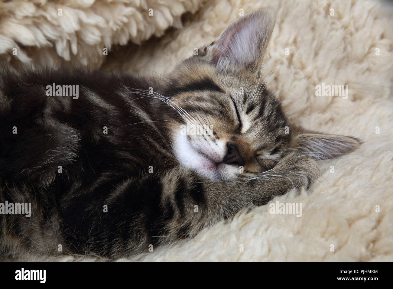 Tabby Gattino che dorme sul vello Foto Stock