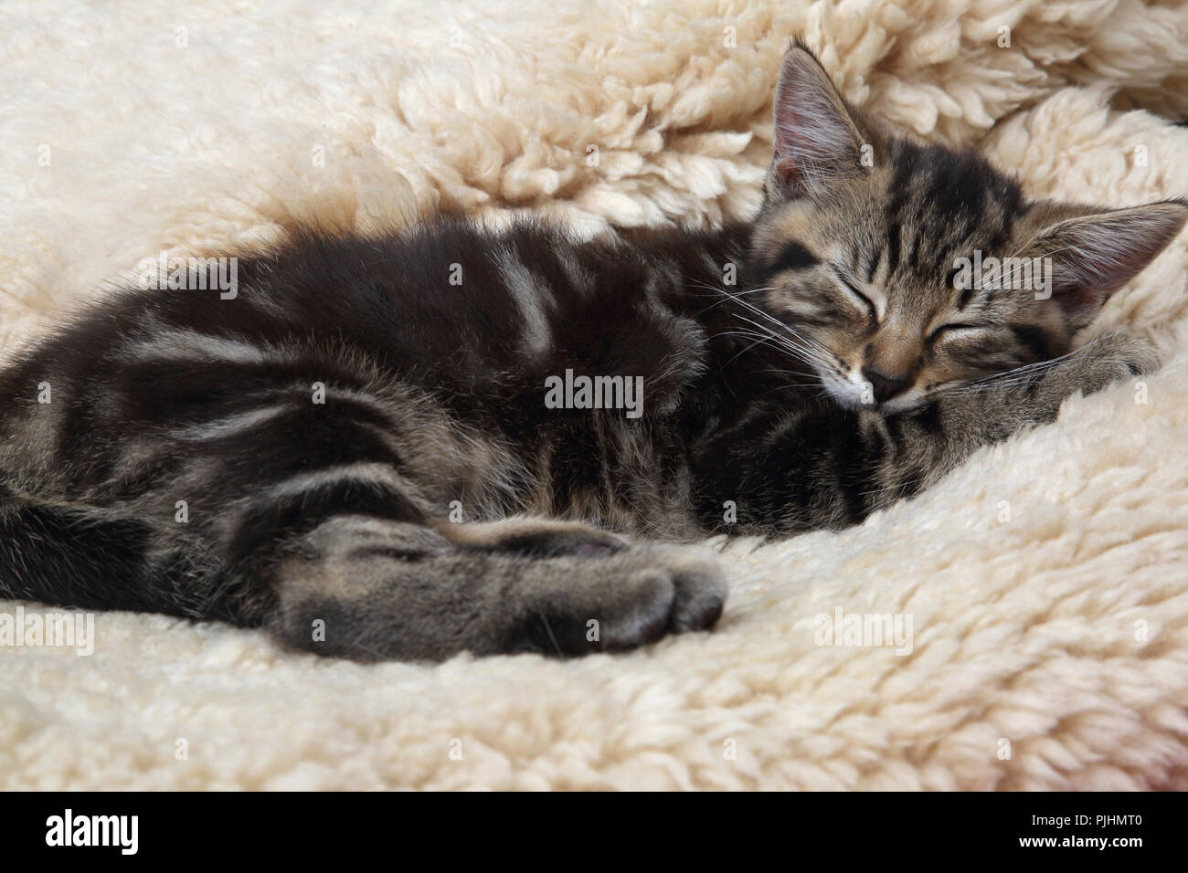 Tabby Gattino che dorme sul vello Foto Stock