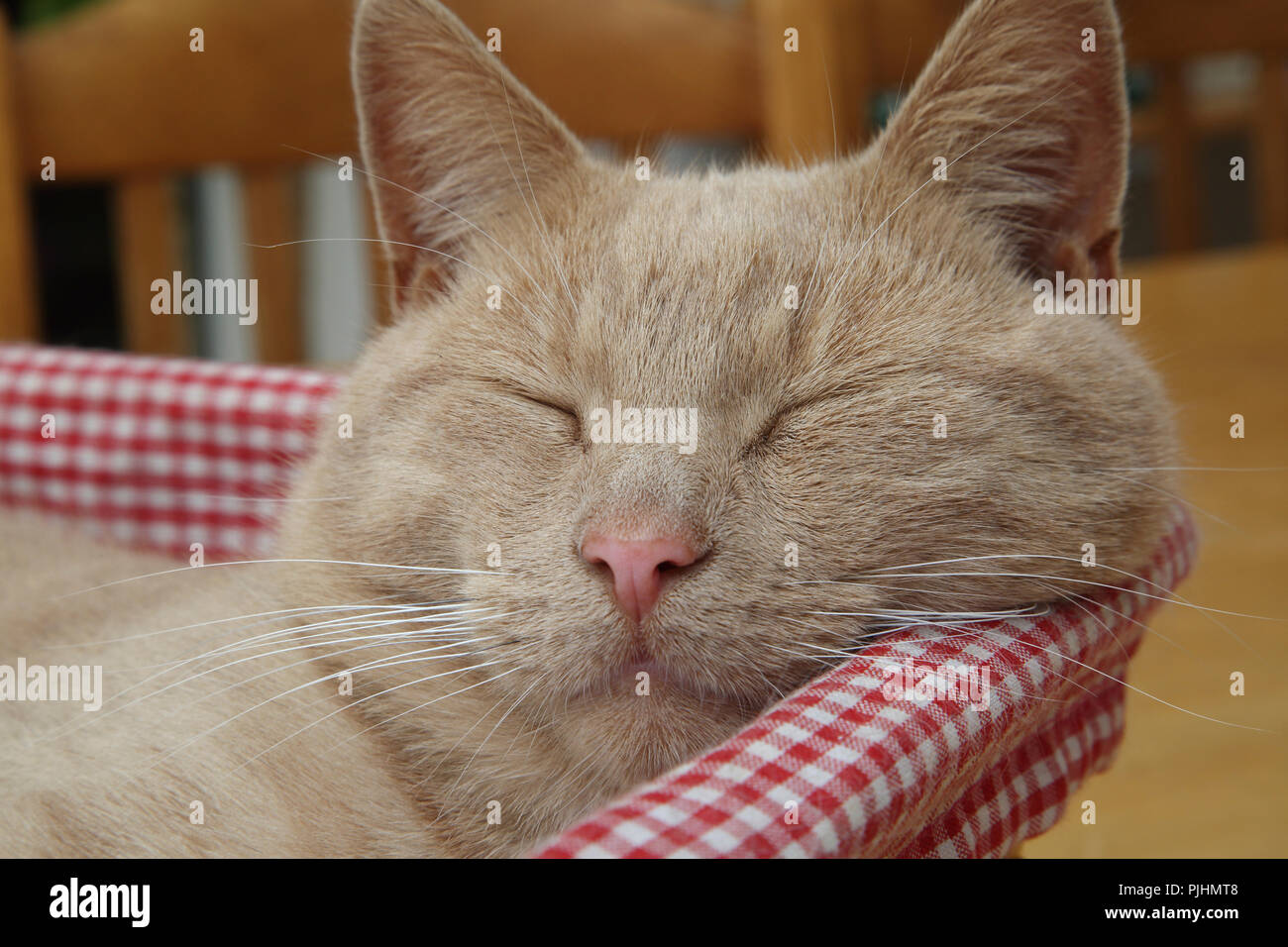 Lo zenzero Tom Cat dormire in Basket Foto Stock