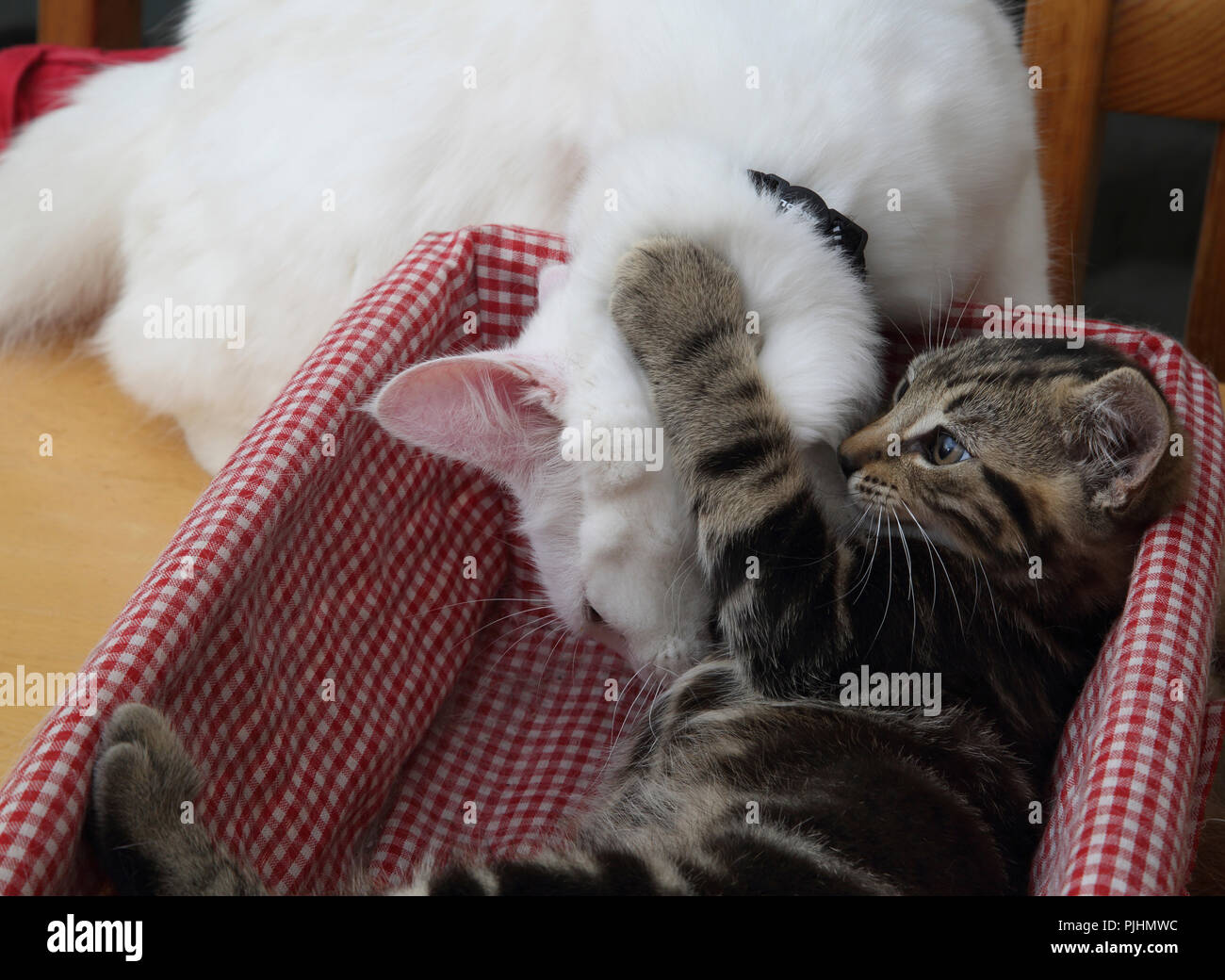 Angora turco madre gatto giocare con dieci settimane vecchio Tabby Kitten Foto Stock