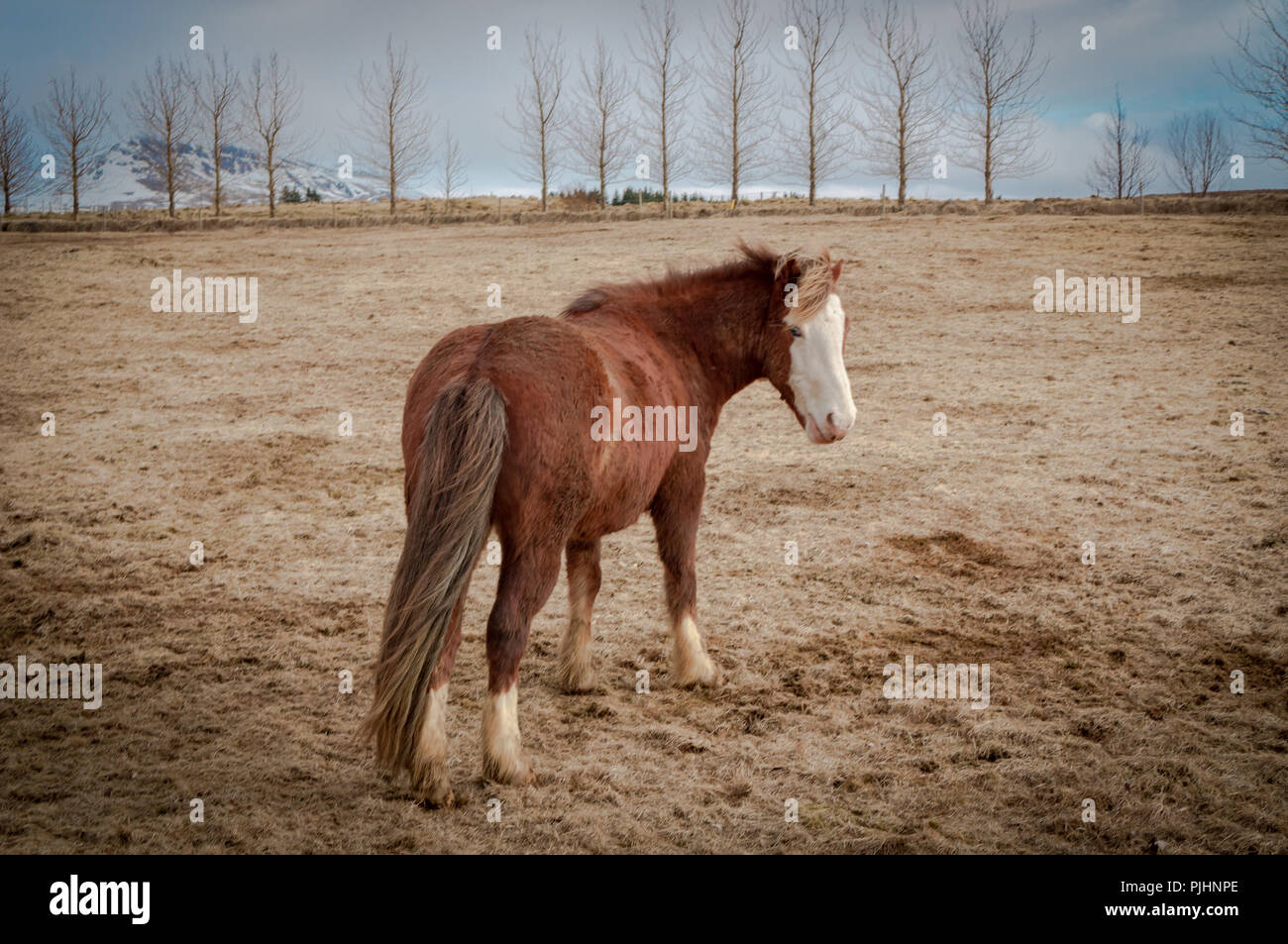 Cavallo islandese nel bellissimo paesaggio Foto Stock