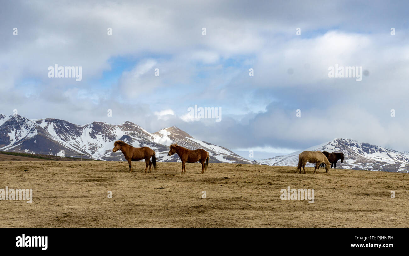 Cavalli islandesi con bellissimo paesaggio Foto Stock