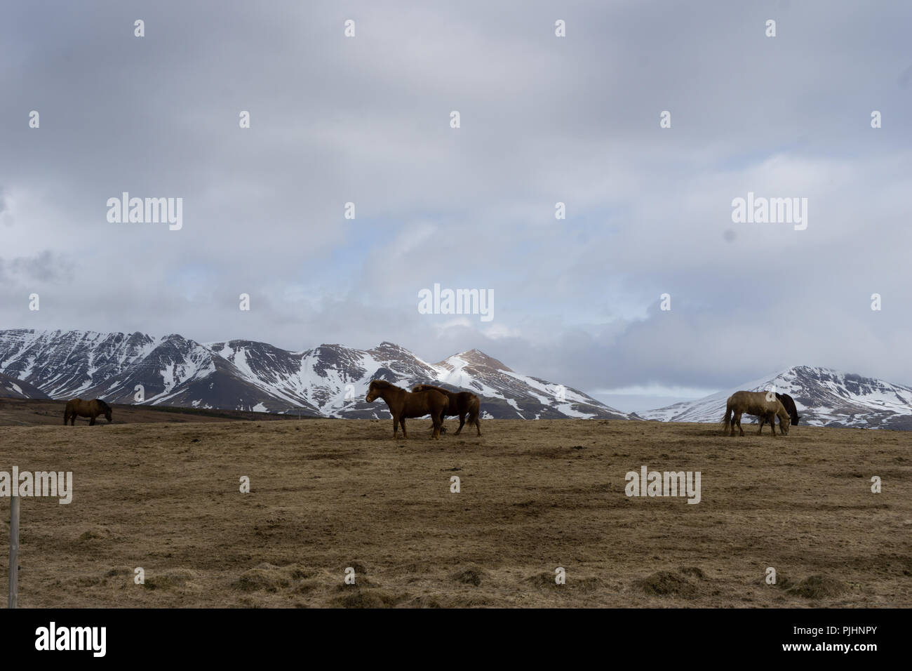 Cavalli islandesi con bellissimo paesaggio Foto Stock
