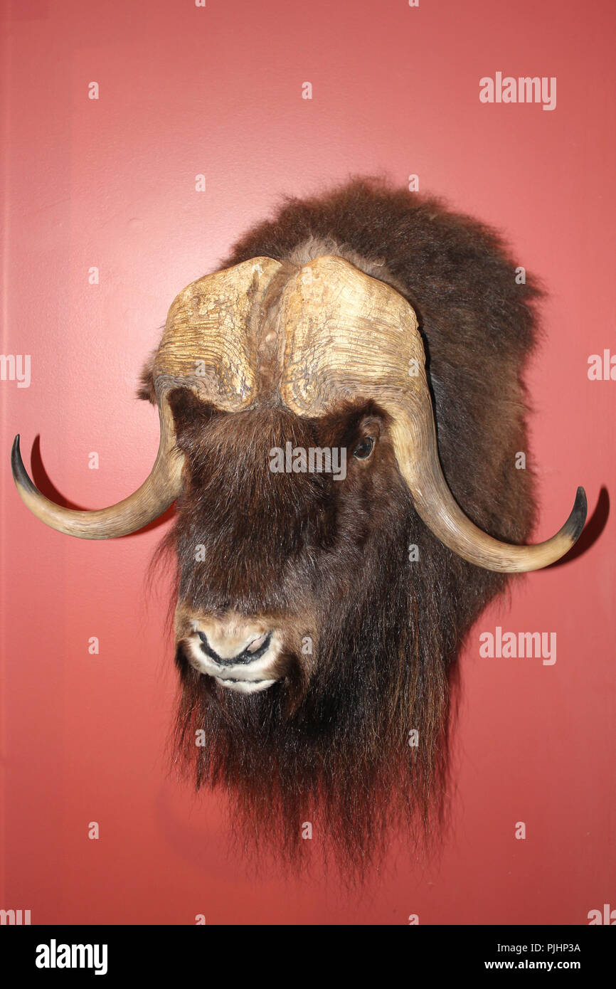 Testina montata di un Muskox Ovibos moschatus Foto Stock
