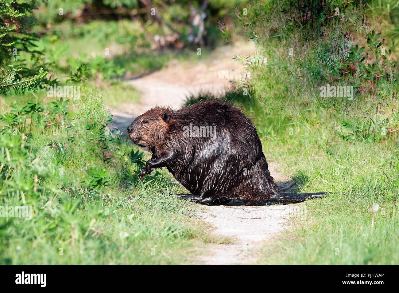 Beaver animal inquadratura ravvicinata di un selvaggio beaver mangiare erba e foglie visualizzazione di pelliccia marrone, coda di castoro, wet pelliccia con fogliame nel suo ambiente. Foto Stock