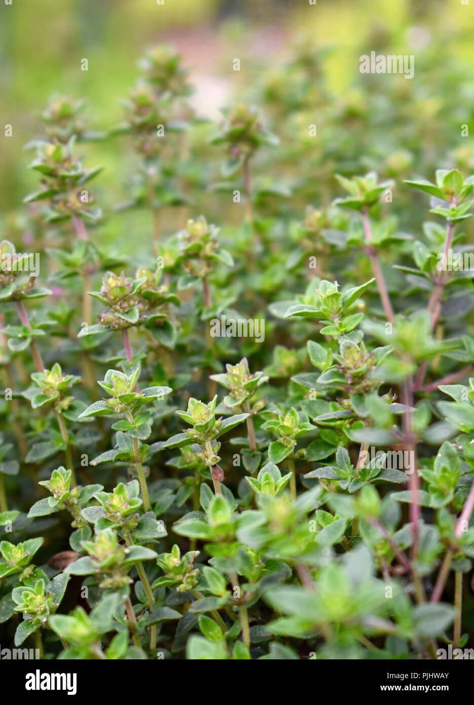 Timo - culinarie e erba medicinale cresce nel giardino delle erbe Foto Stock